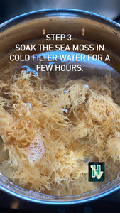 4 oz - Raw Organic Sea Moss - healthyvibezshop
